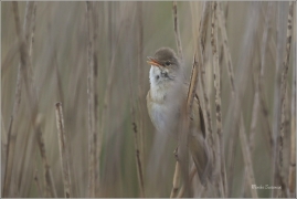 <p>RÁKOSNÍK OBECNÝ (Acrocephalus scirpaceus) Českolipsko ---- /Eurasian reed warbler – Teichrohrsänger/</p>